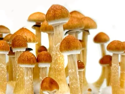 Cubensis Cubensis