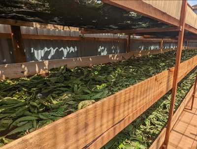 Our Kratom Our Kratom